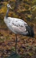 Red crowned crane photo