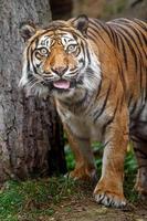 Sumatran tiger in zoo photo