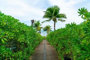 walk way with coconut palm tree and sea background photo