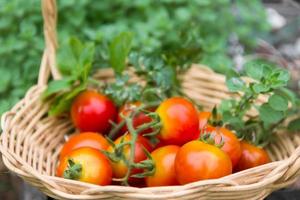 cultivo de tomates de la huerta orgánica foto
