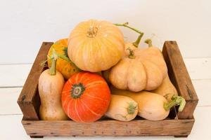 variety of fresh squash photo