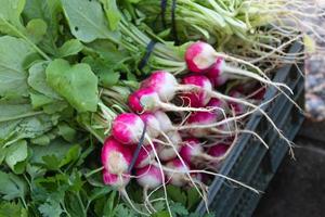 radishes harvested in the organic garden for sale at the street fair photo