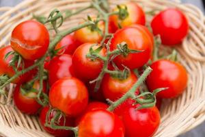 cultivo de tomates de la huerta orgánica foto