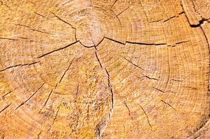 The texture of the wooden sawn log round in the section of the natural with the cracks and the textured yellow brown. The background photo