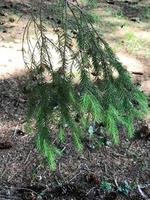 Beautiful natural prickly tender little spruce twig, pine tree. A close view of the spruce branch in the coniferous forest photo