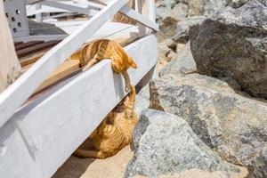 Two Yellow kittens playing outside. Two cat fight and play in stone photo