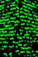 Unfocused abstract green bokeh on black background. defocused and blurred many round light photo