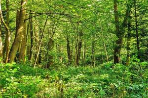 forest trees. nature green wood backgrounds Sunny Day photo