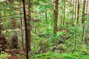 ver el interior del bosque en los árboles foto