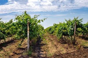 Vineyard on a hill at sunset photo