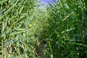 The path in the green reeds. Background of green reeds with bulrushes. photo