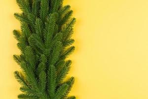 Top view of green fir tree branches on colorful background. New year holiday concept with empty space for your design photo