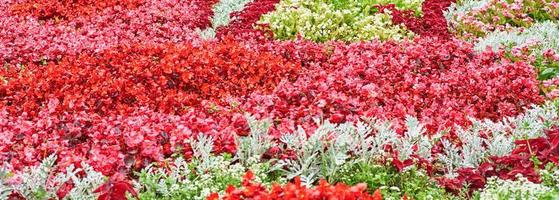 Blooming flowerbed with colorful flowers as a background, long banner photo
