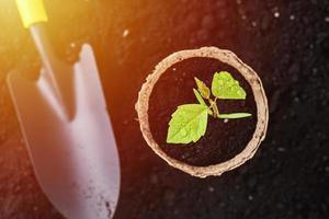 Plant in pot and small shovel on soil background, top view photo