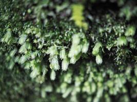 green background leafes and rainforest plants mountain photo