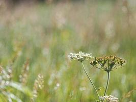 flower blooming in garden flied photo