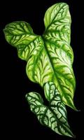 caladium and verigated plants great leafe plants photo