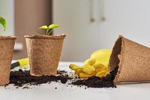 Plant in pot with soil and yellow gloves on the table. Plant care concept photo