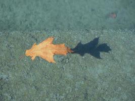 leaf floating on water over concrete photo