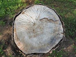 sección transversal del tronco de un árbol foto