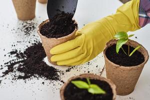 Woman hands in a yellow gloves transplating plant. Plant care concept photo