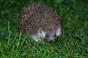 European hedgehog. Mammal and mammals. Land world and fauna. photo
