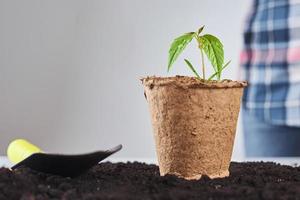 concepto de cuidado de plantas. pequeña planta en una maceta nueva en el suelo foto