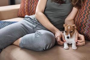 mujer acariciando a jack russel terrier cachorro de perro en el sofá foto