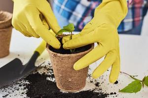 Woman hands in a yellow gloves transplating plant. Plant care concept photo