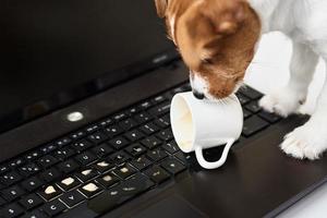 Dog spilled coffee on the computer laptop keyboard. Damage property from pet photo