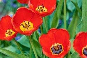 tulipanes rojos frescos que florecen en el jardín, primer plano. concepto de primavera y verano foto