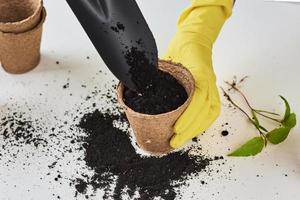 Woman hands in a yellow gloves transplating plant. Plant care concept photo