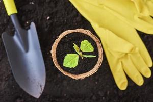 Plant in pot, small shovel and yellow gloves on soil photo