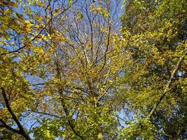 Looking up through tree branches with autumn foliage photo