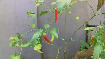 árbol de chile en el jardín de la casa video