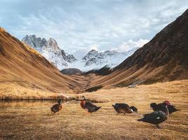 Colorful ducks by fifth season famous guesthouse hotel on Juta hiking route in Kazbegi national park outdoors in fall. Georgia travel destination and countryside flora fauna photo