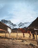 hermosos tres caballos blanco marrón negro se paran en el campo del prado en el valle de juta en el parque nacional kazbegi con un espectacular fondo de picos montañosos. caminata panorámica del valle de juta foto