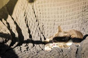 A Grey tabby cat laying sleeping on a bed closeup. Short Hair young brindle kitten sleep photo