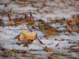 gorrión hambriento con un trozo de pan en invierno, en la nieve, cerrado foto