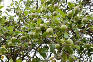 Beautiful green natural sour unripened apples on a branch of an apple tree with green leaves. The background photo