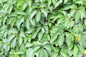 textura de hojas verdes talladas frescas y brillantes naturales en un arbusto, planta, árbol. el fondo
