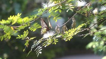 close-up de borboleta em flor de pétala desabrochando no jardim com luz da manhã video