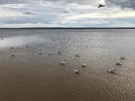grandes pájaros blancos gaviotas en la playa de arena de la orilla del río, el lago está flotando en el agua foto