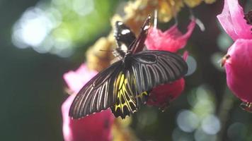dichtbij omhoog van vlinder Aan bloeiend bloemblad bloem in tuin met ochtend- licht
