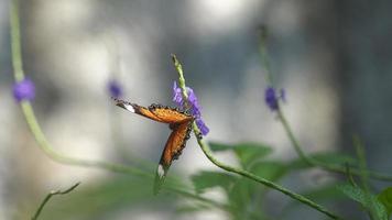 Nahaufnahme eines Schmetterlings auf blühender Blütenblattblume im Garten mit Morgenlicht video