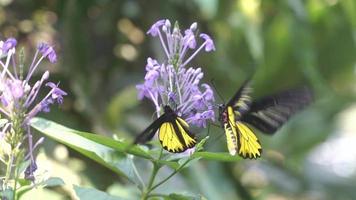 dichtbij omhoog van vlinder Aan bloeiend bloemblad bloem in tuin met ochtend- licht video