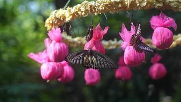 Close up of butterfly on blooming petal flower in garden with morning light video