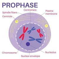 Prophase is the first stage of cell division. vector