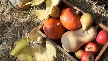 oranje pompoenen in een houten doos Aan een hooiberg. de bladeren zijn zwaaiend in de wind. video