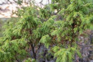 Evergreen juniper bush, on a summer day, on a blurred background. photo